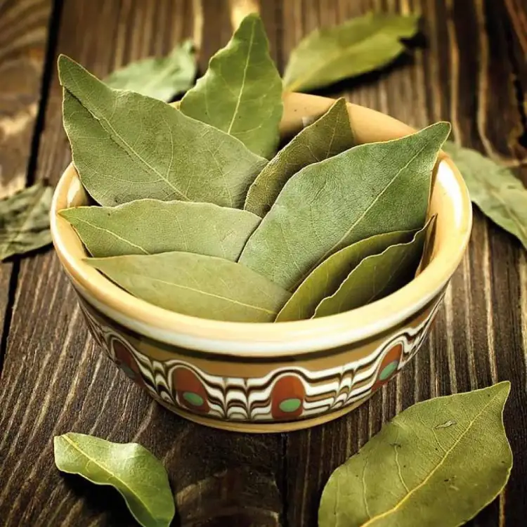 BAY LEAF