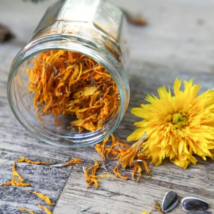 CALENDULA FLOWERS