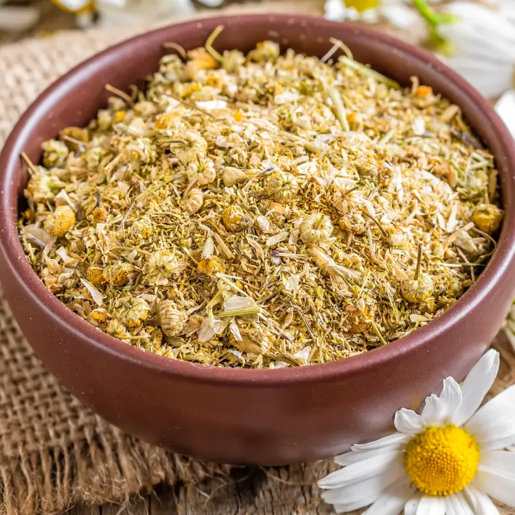 CHAMOMILE