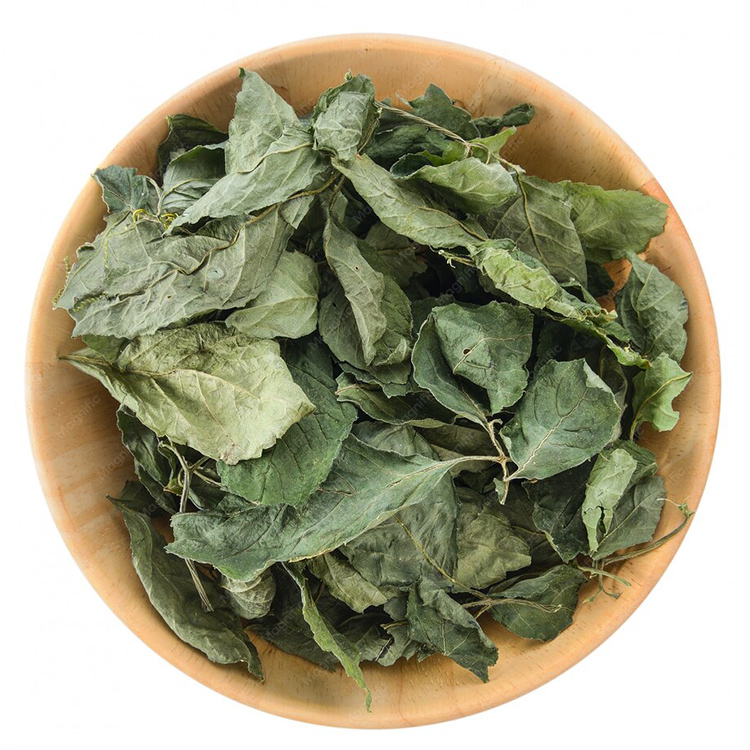 MOLOKHIA