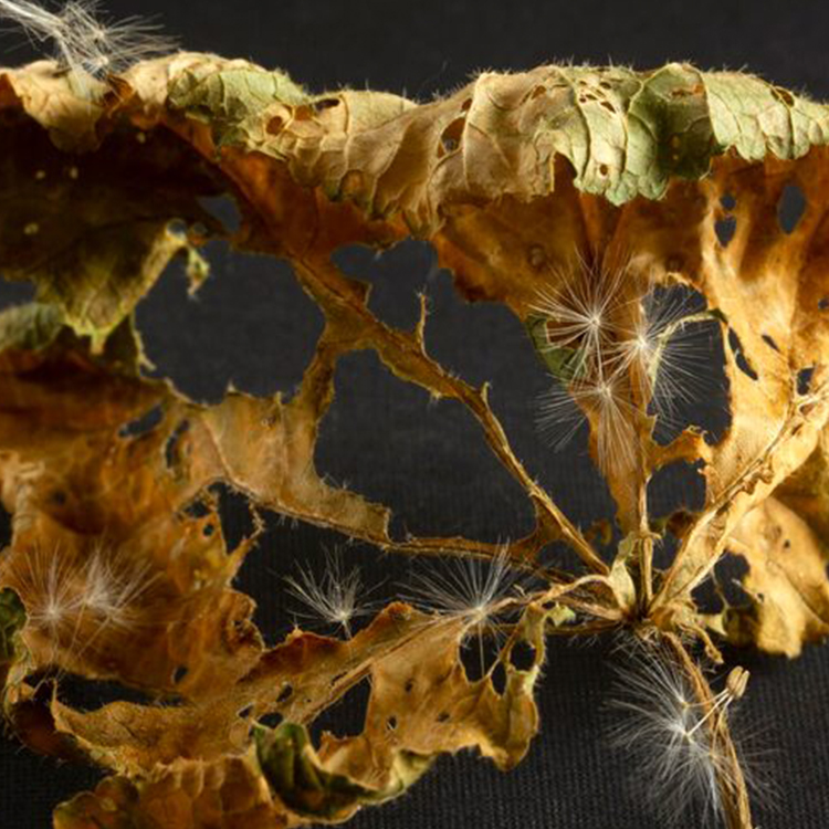 Dandelion  leaf
