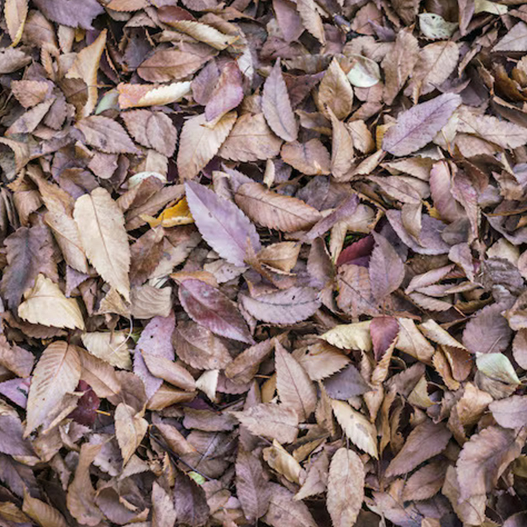 Eucalyptus leaves